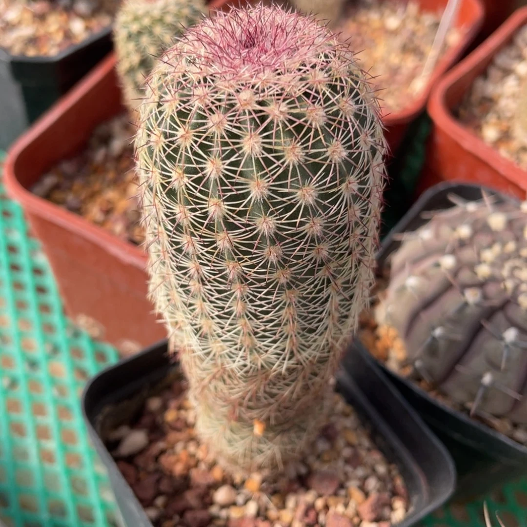 鹿角柱实生仙人球Sm三光