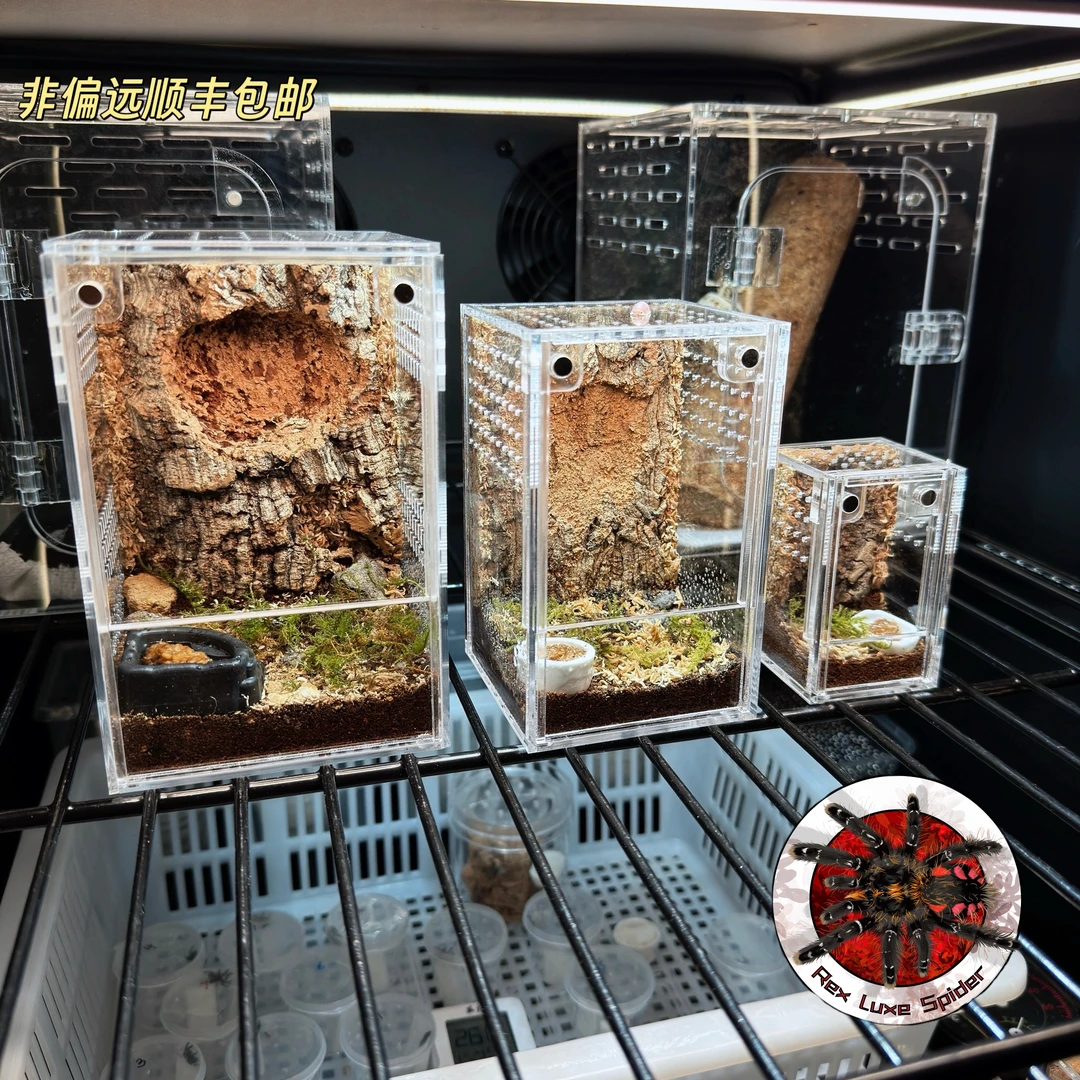 爬宠蜘蛛亚克力造景盒｜天然葡萄牙软木 基质苔藓｜全套配件齐全