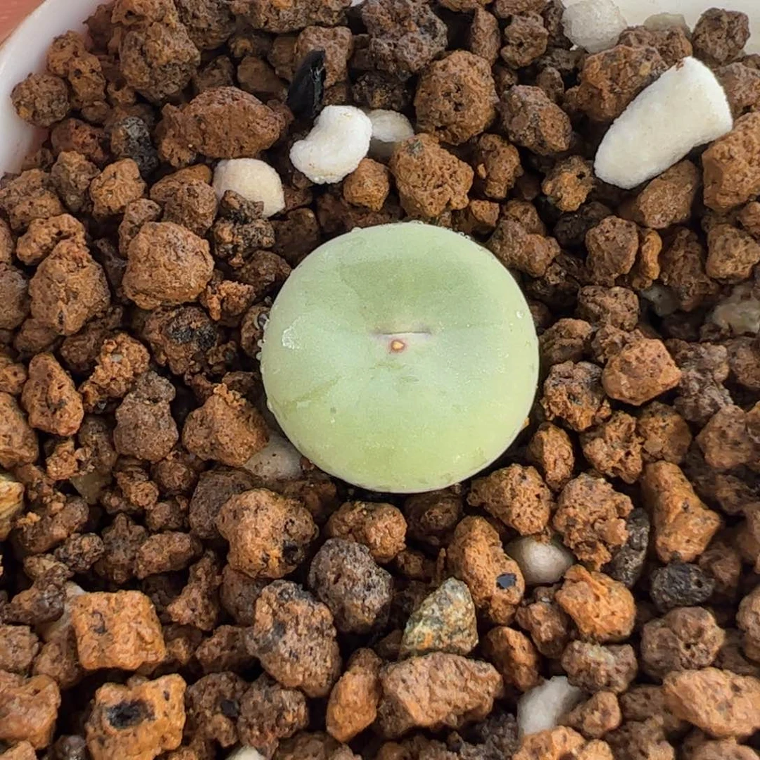 463多肉植物百科