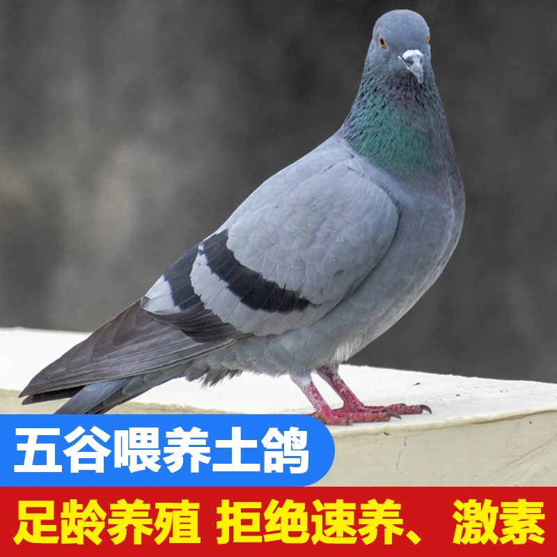 【坏单包赔】散养老鸽子3只顺丰包邮现宰现杀 新鲜农家散养土鸽