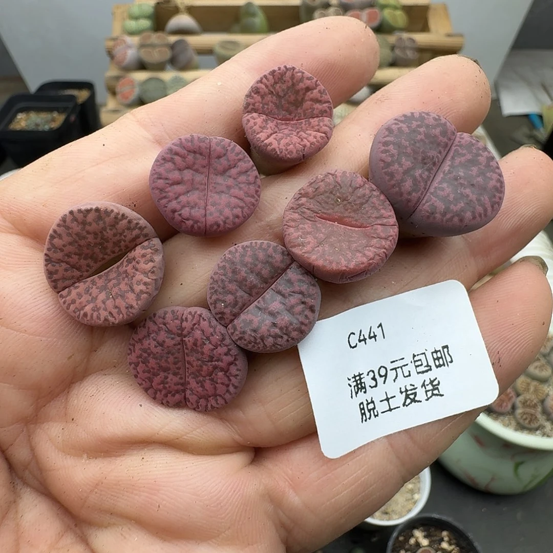 441多肉哈哈哈哈哈哈