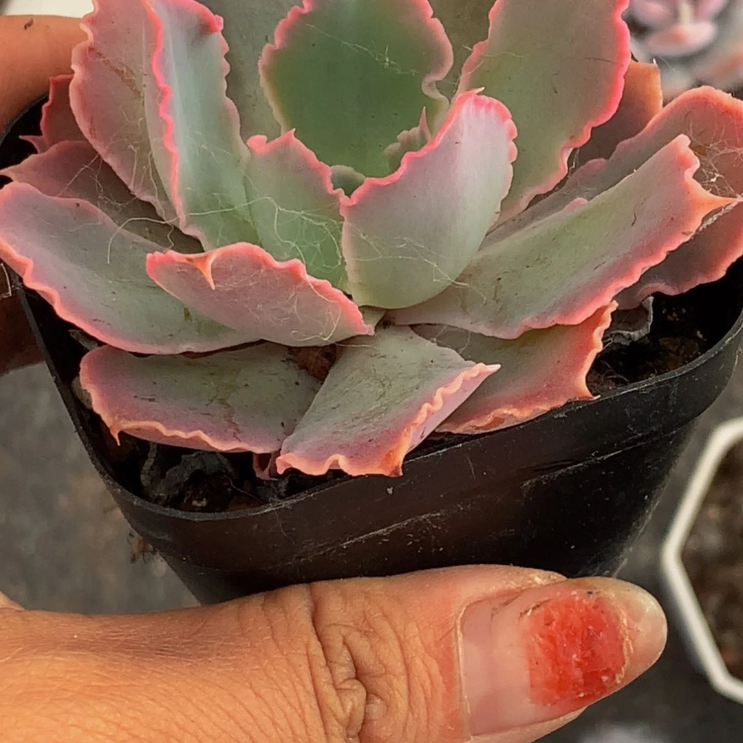 晚霞之舞。（不满9.99发叶子）