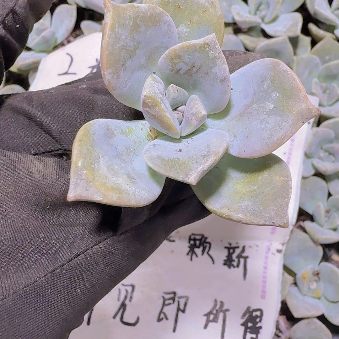 精品紫乐两米三颗