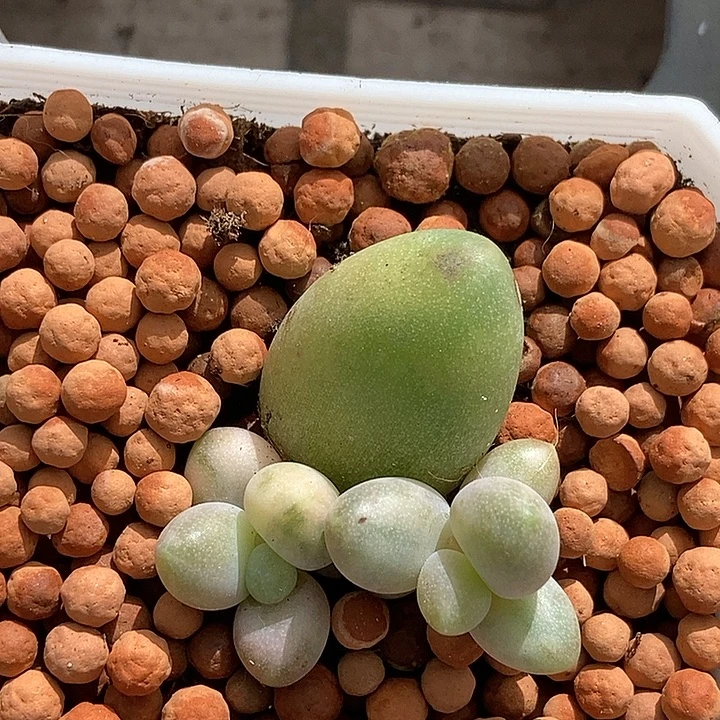 瓷白糖果美人锦多肉植物