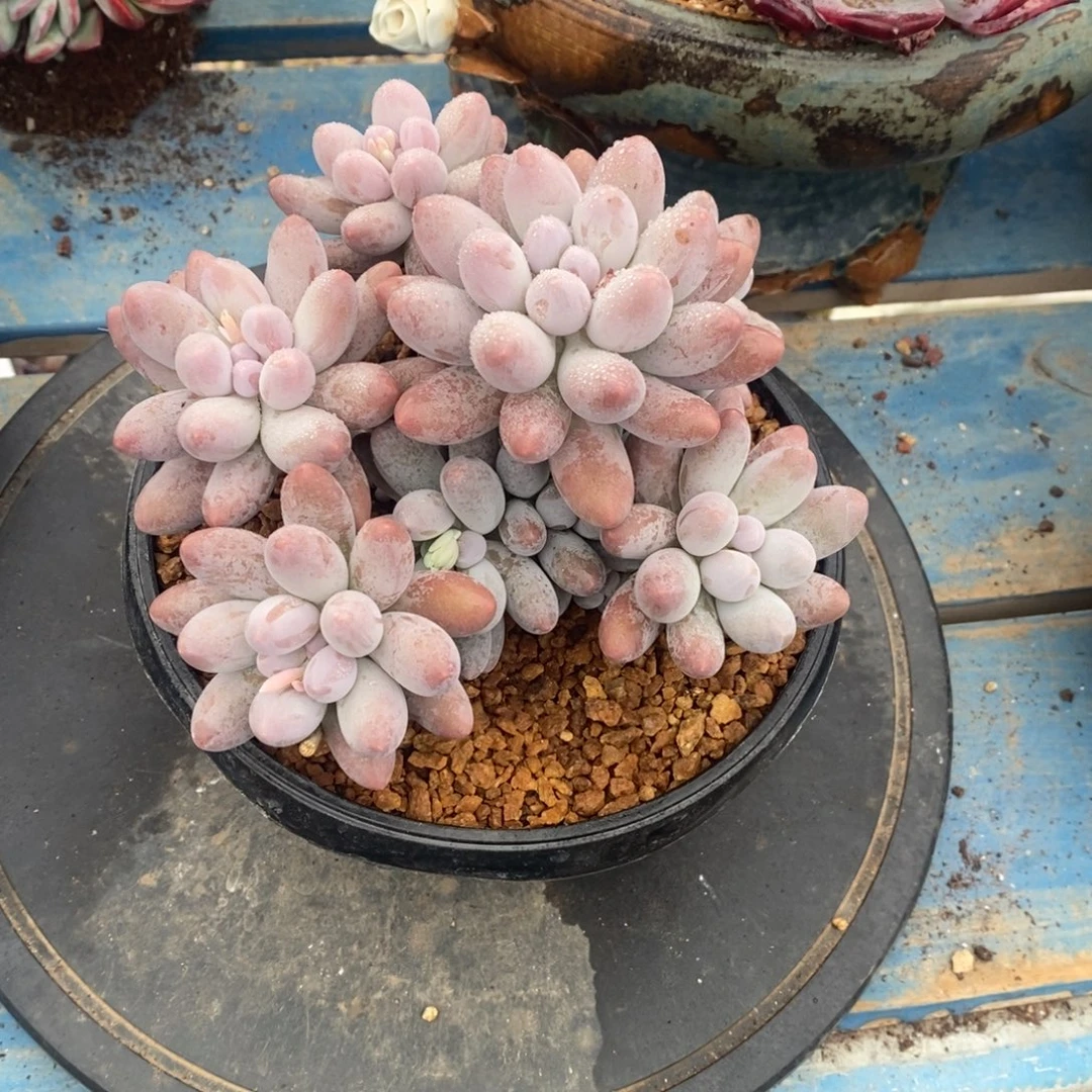 闪***叔多肉植物一物一拍