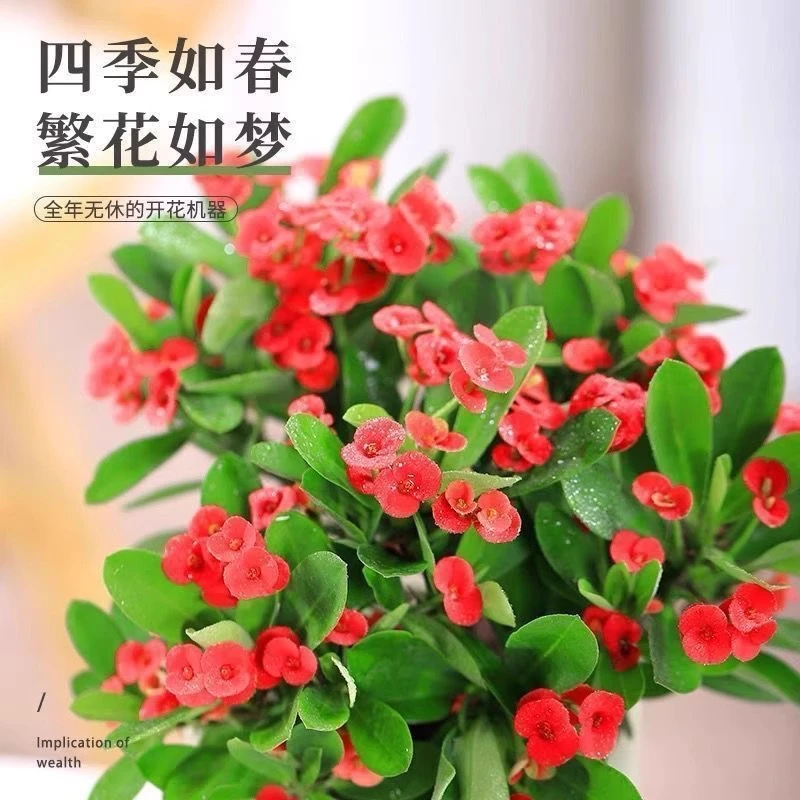 虎刺梅小花室内阳台花卉耐晒盆栽四季好养易活净化铁海棠花卉盆栽