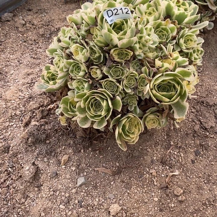 212迈巴赫多肉植物