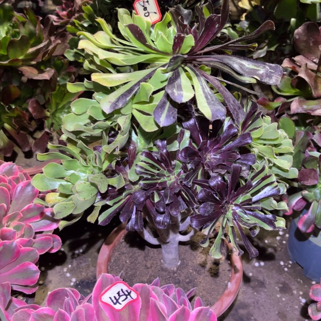 506多肉植物水墨丹青
