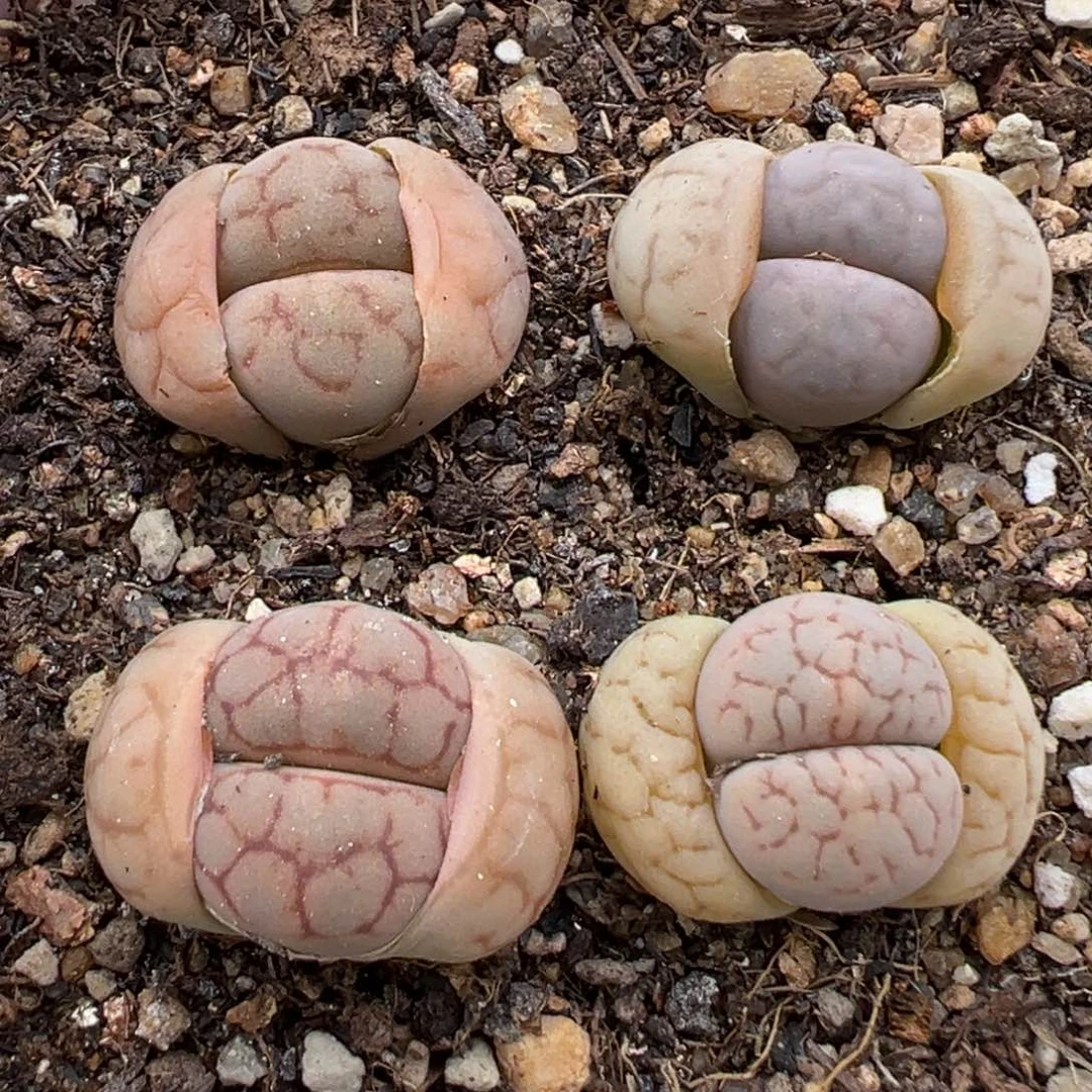 2.21好看的多肉107