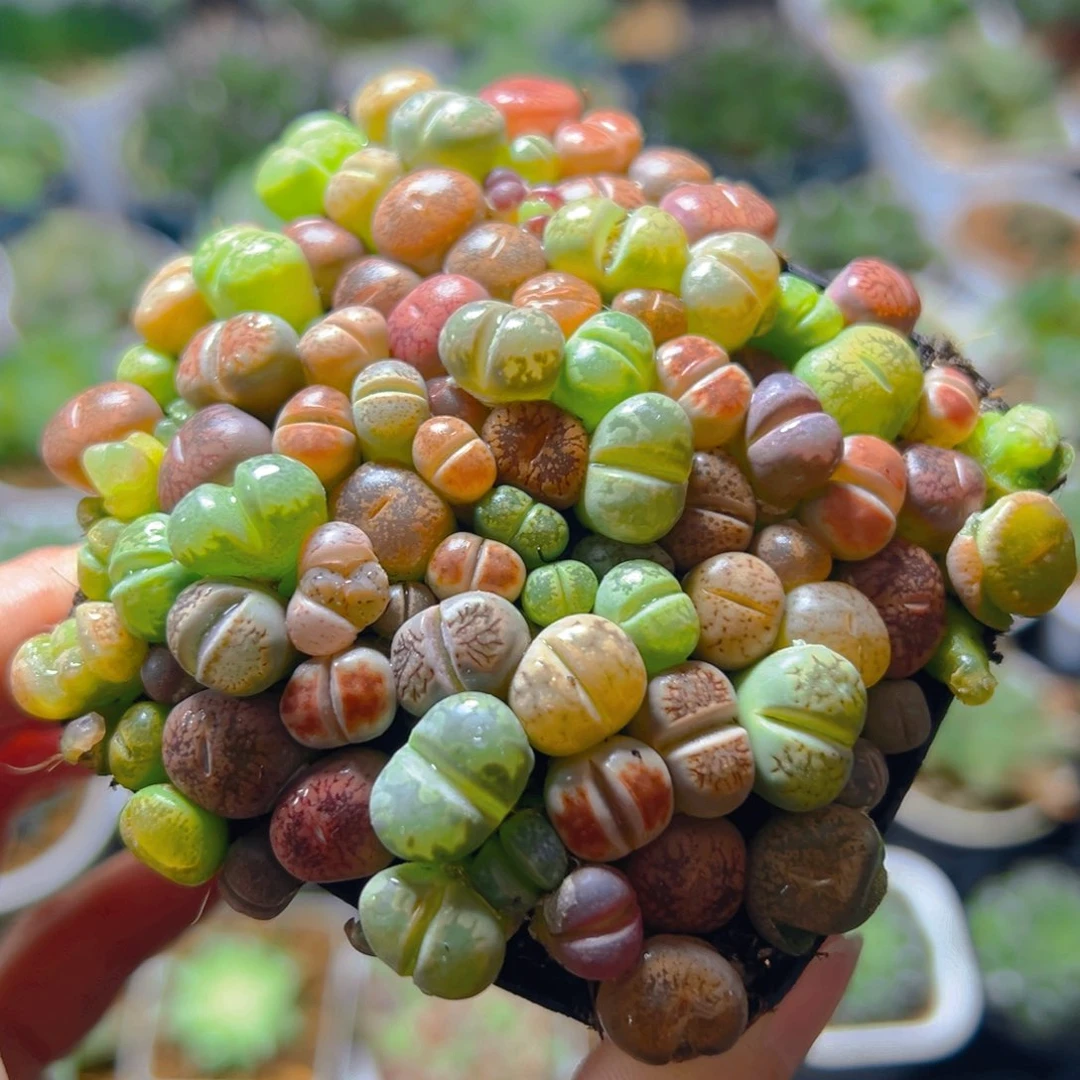 生石花玉露多肉多肉多肉