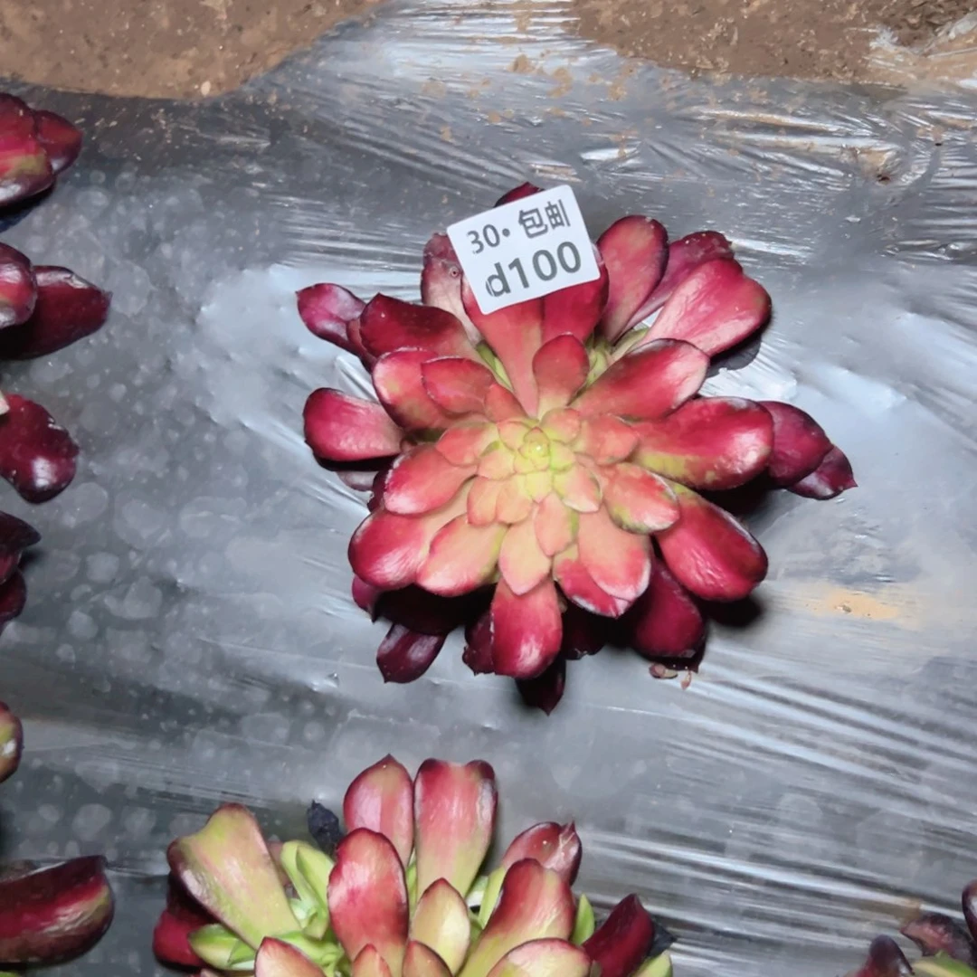 菲*100夕阳多肉法师