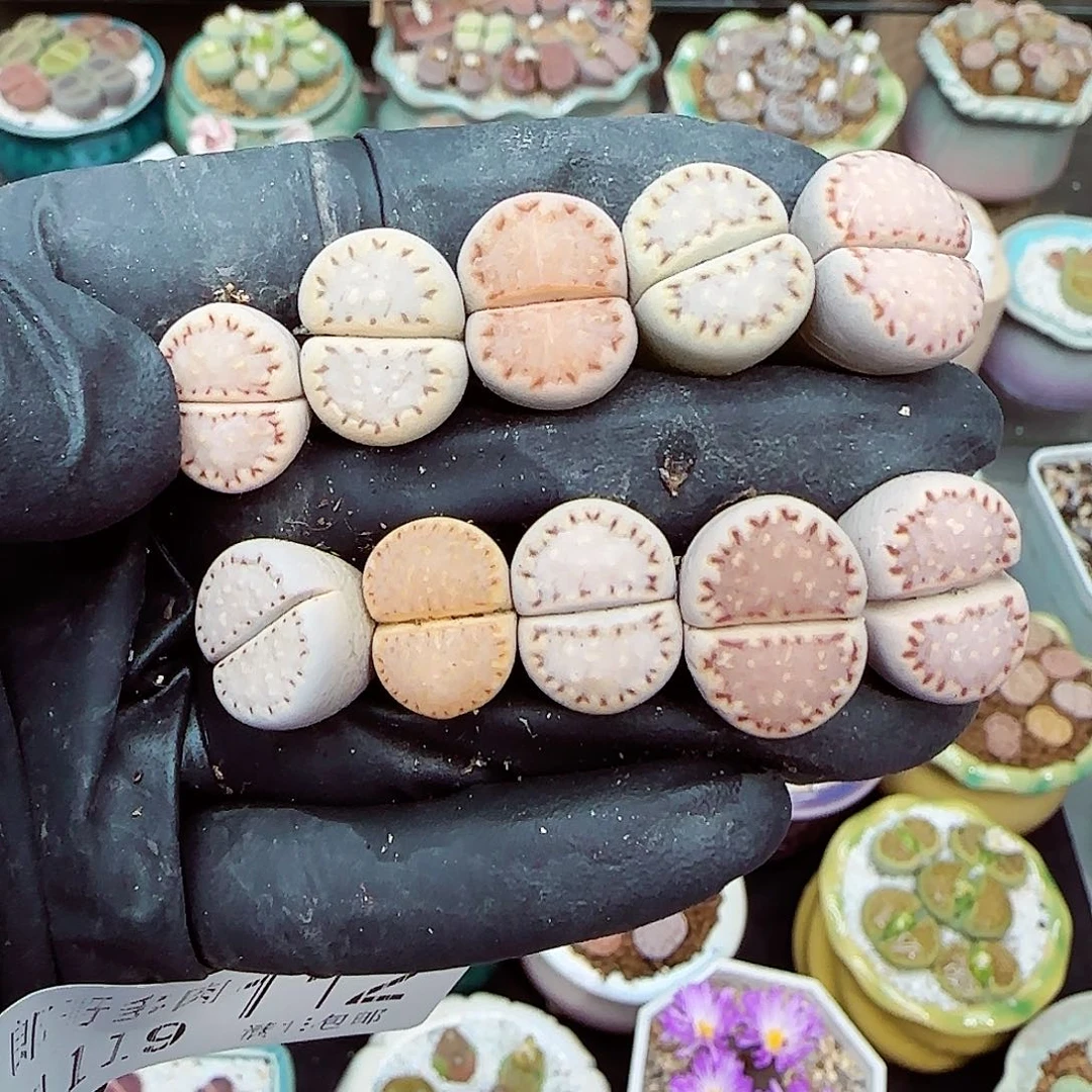 生石花满18包邮1119-112