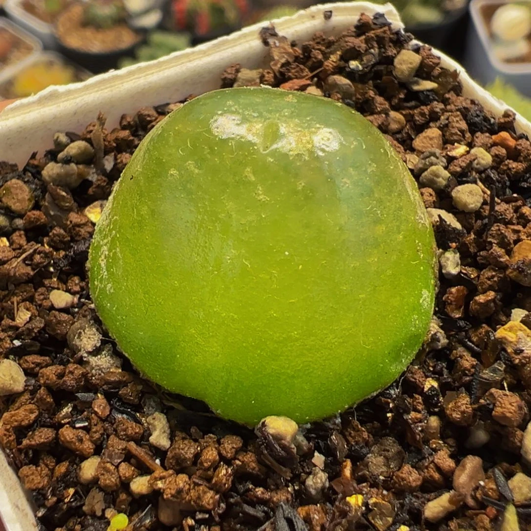158多肉植物种类多样
