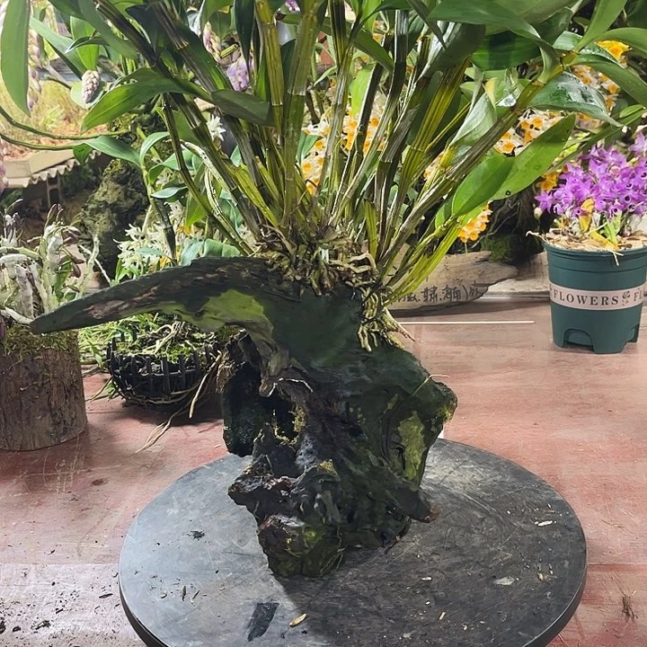 当前无花朵，栽培后可花朵