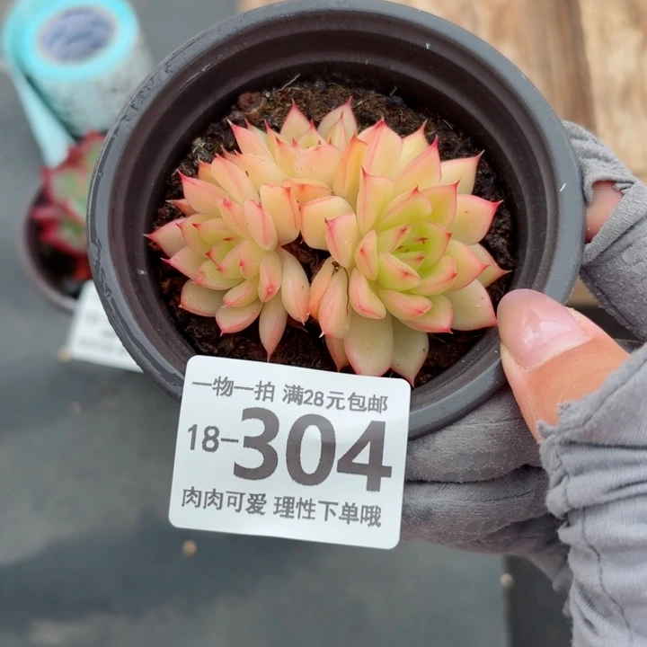 黄闪光无盆土发货多