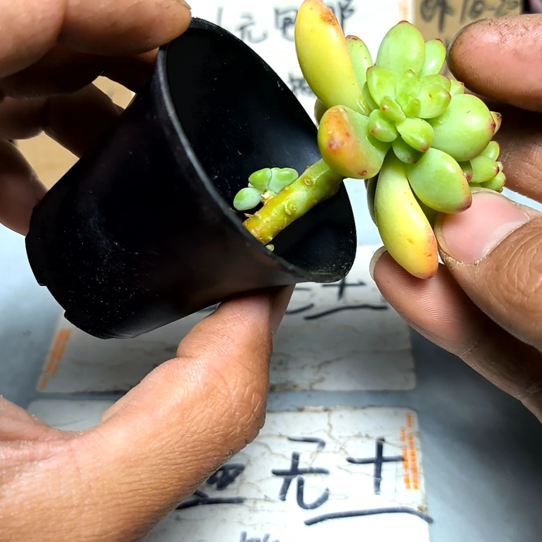 满6元包邮，香格里拉俩颗