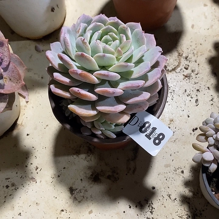 最***心818白雪杂多肉植物多肉