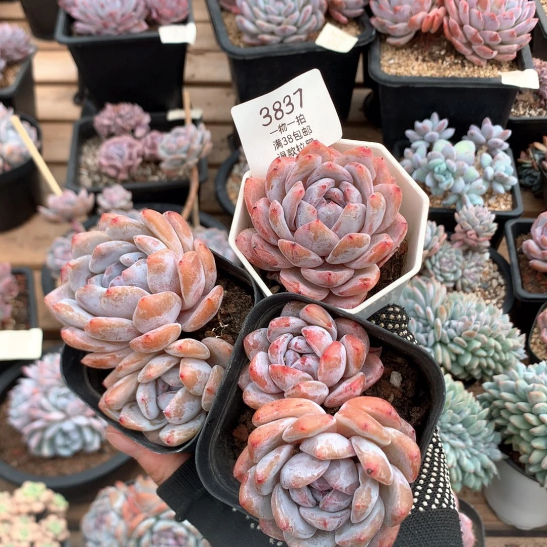 粉星影三颗多肉3837