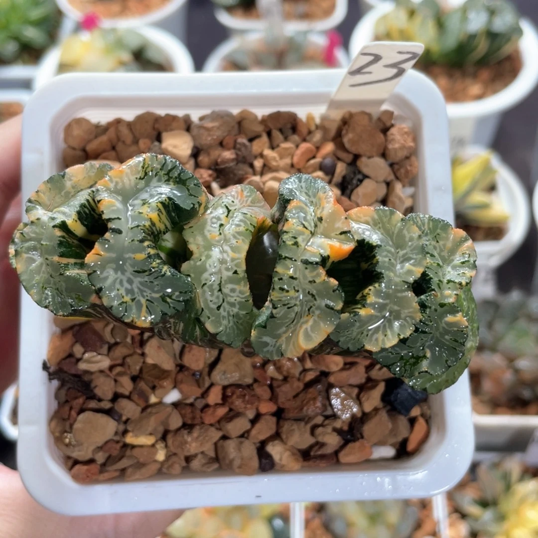 23北斋锦。