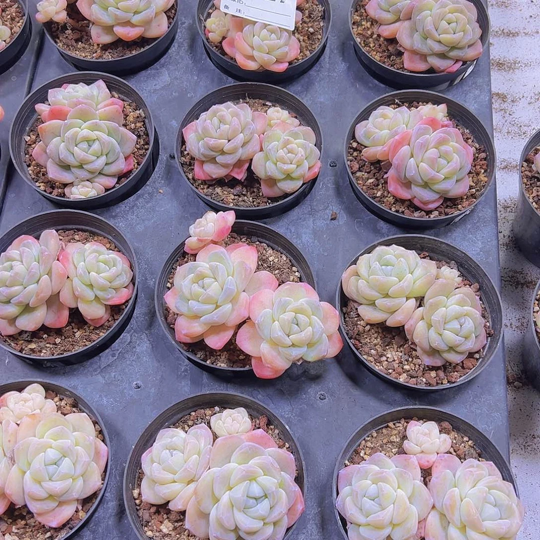 927精品冰玉双头19包邮