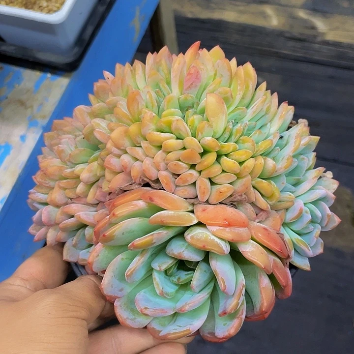 一物一拍一物一拍