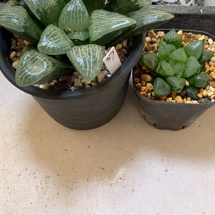 卑***.实生克裹克带盆土发货