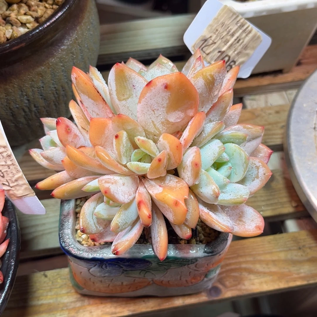 凤城dibatajulvlvni