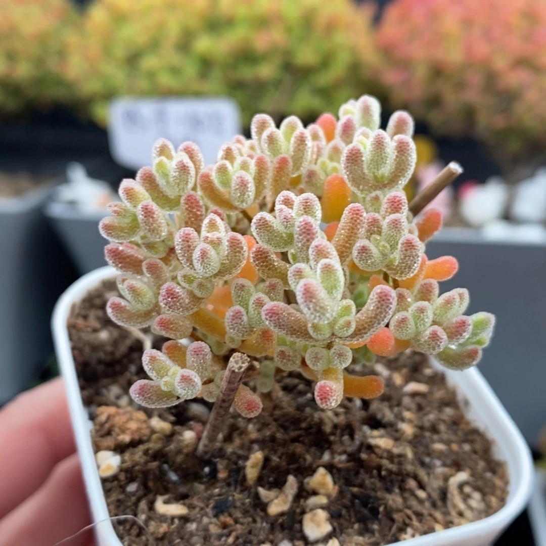 无花朵1号冰橙枝干多肉