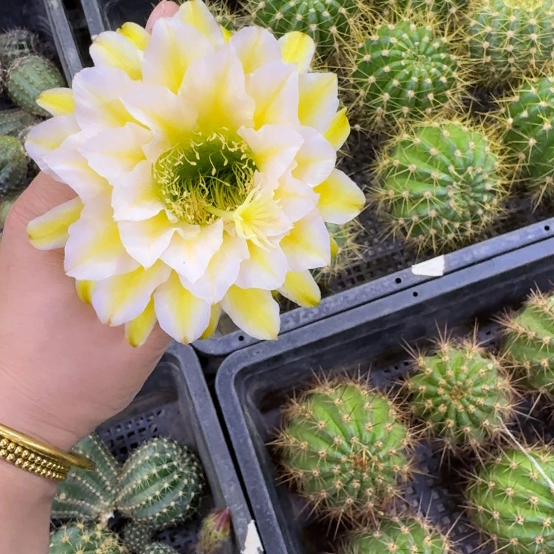 373毛娇绕歪无根侧牙5公分左右，20包邮