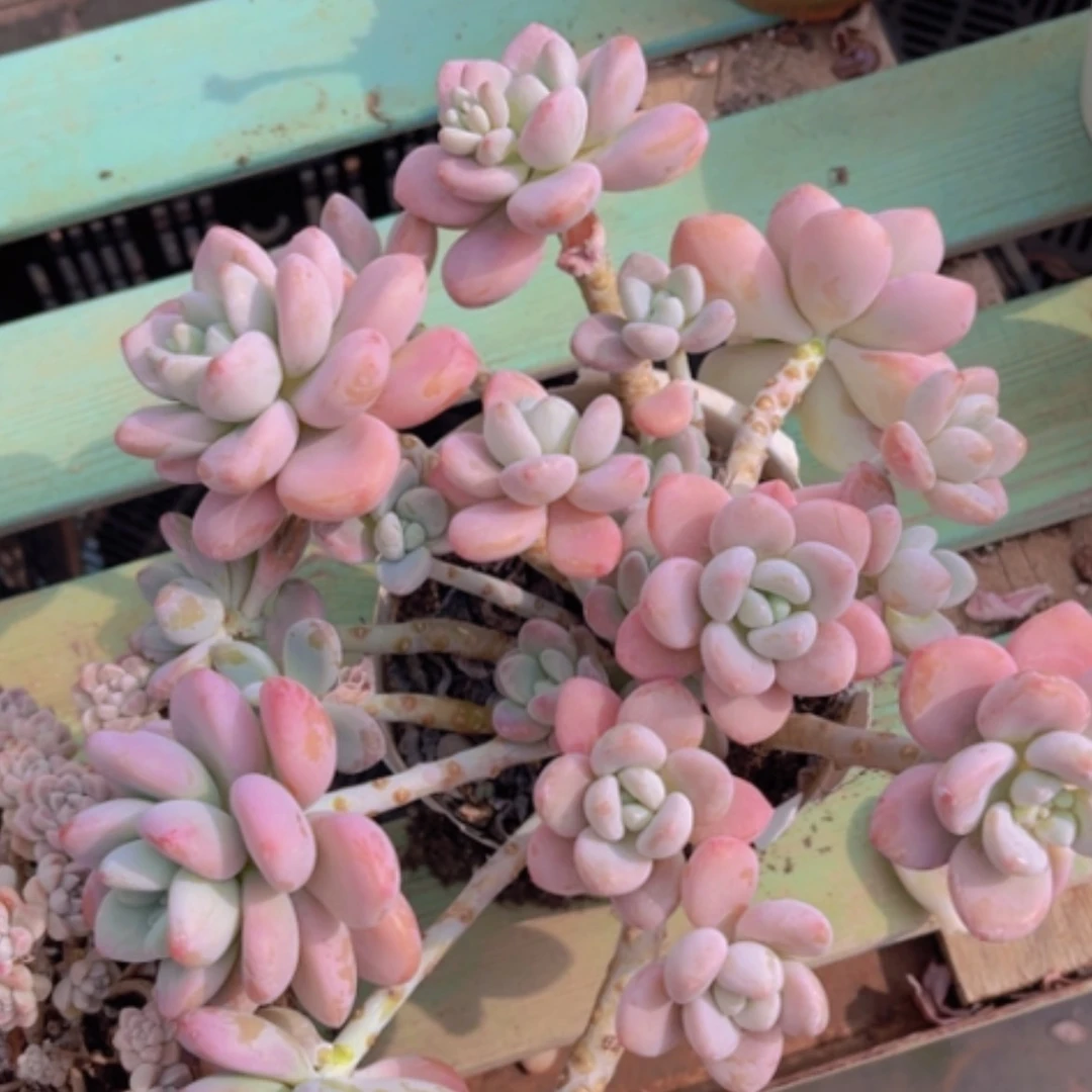 【闪购商品】红洛神16187