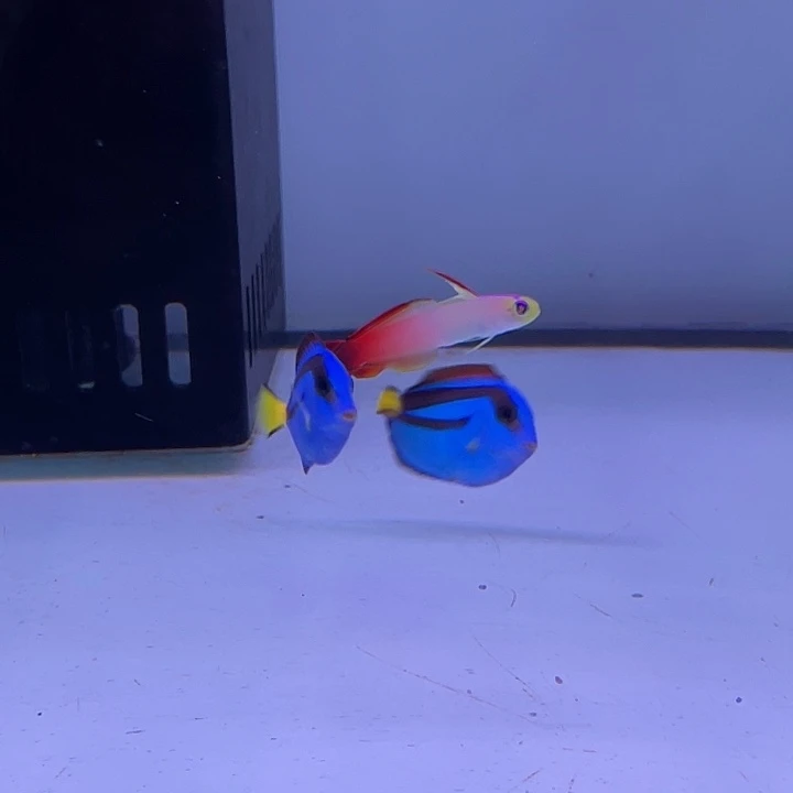 海水鱼雷达海水鱼包邮1条