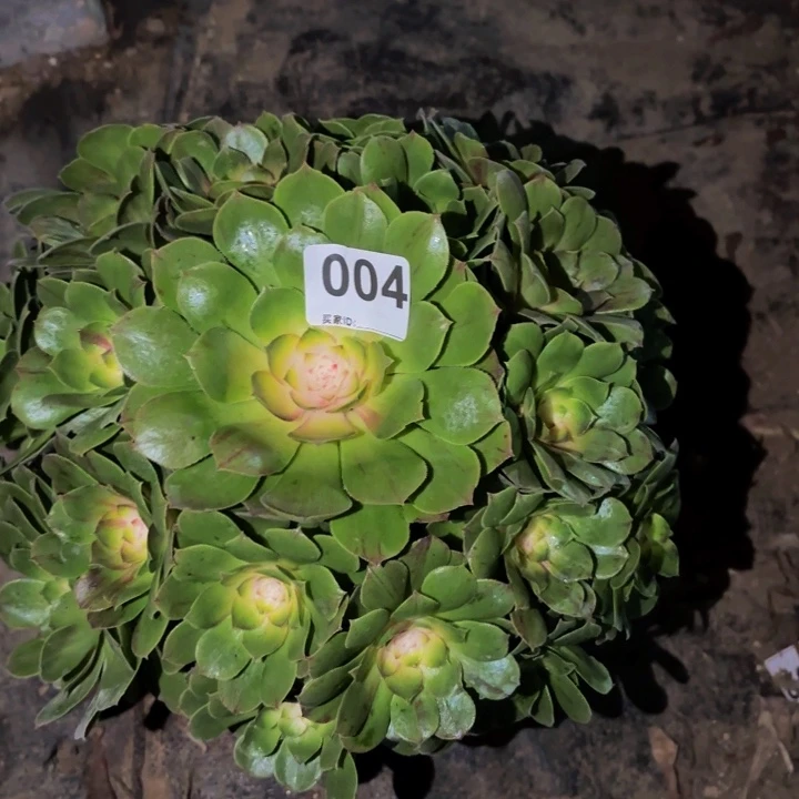 004绿体花月夜多肉植物不售后科技季节锦