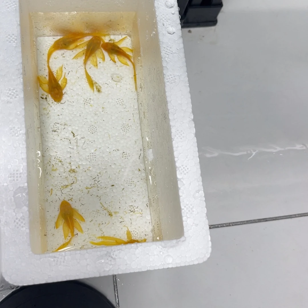 孔雀鱼大帆6条开箱视频报损