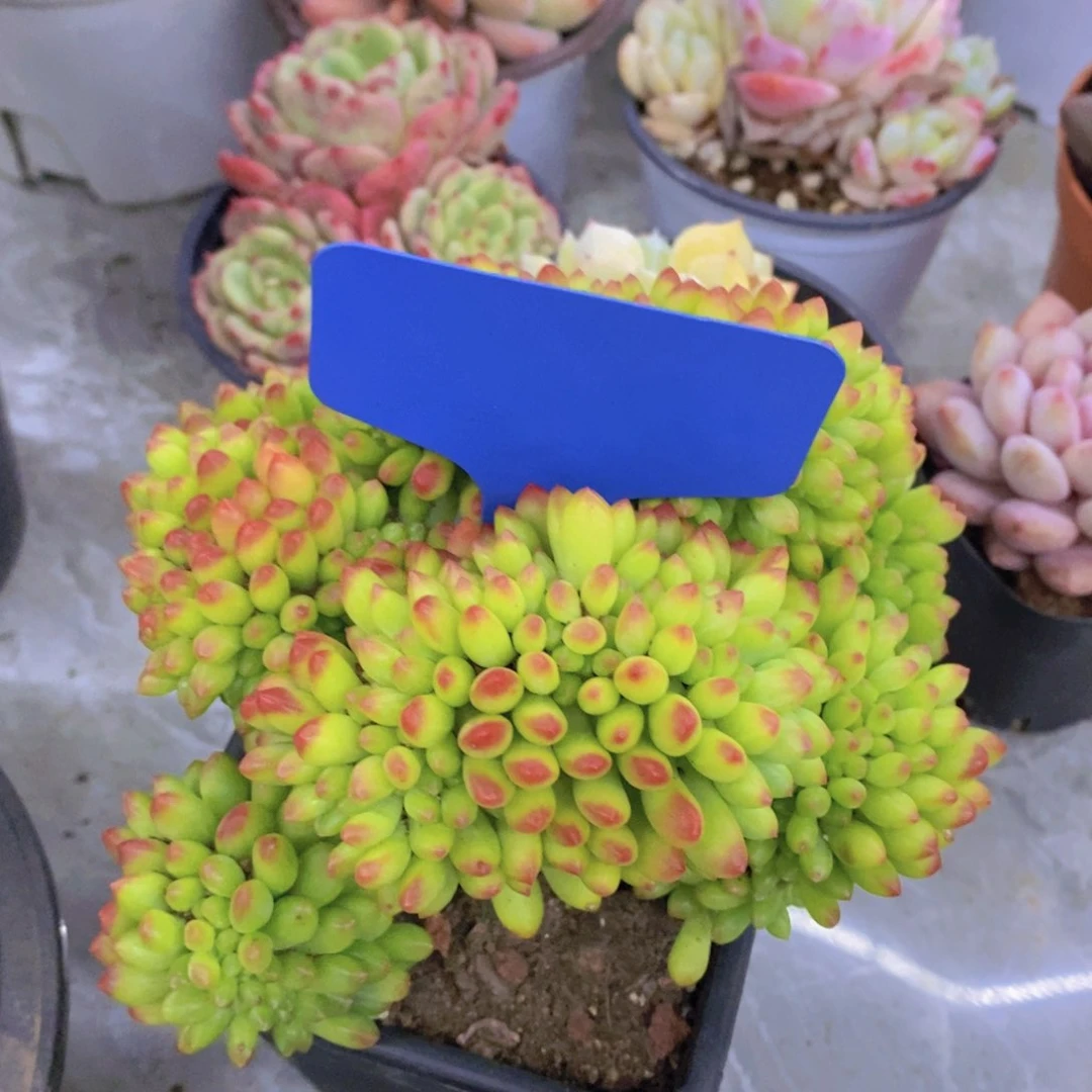 开心多肉植物多肉