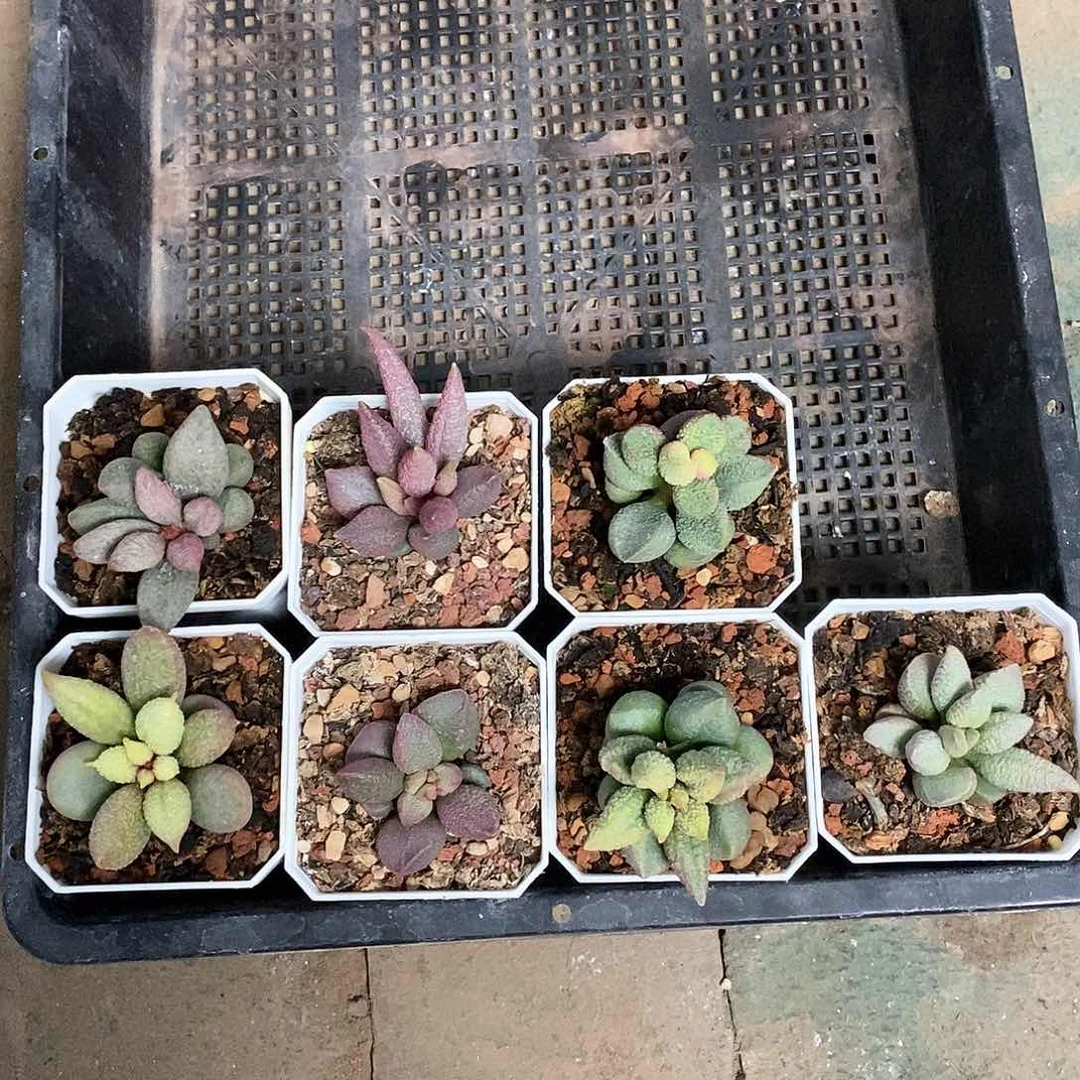 有鱼水泡多肉植物