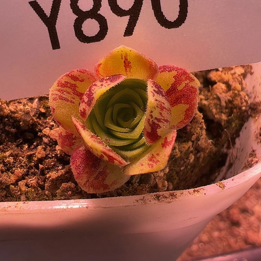 巍**～杨890 格雷伊 多肉