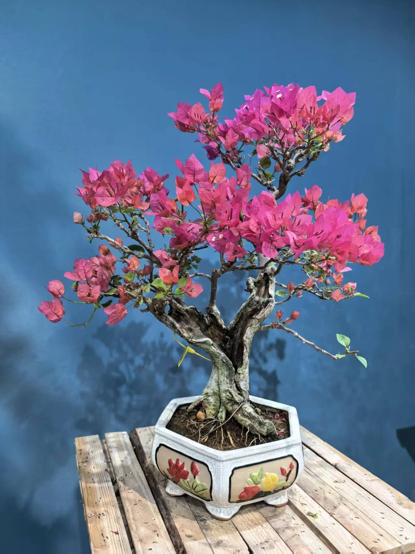 【艺景园花花公子】四季同安红年功枝爪三角梅勤花品种老桩好养盆景