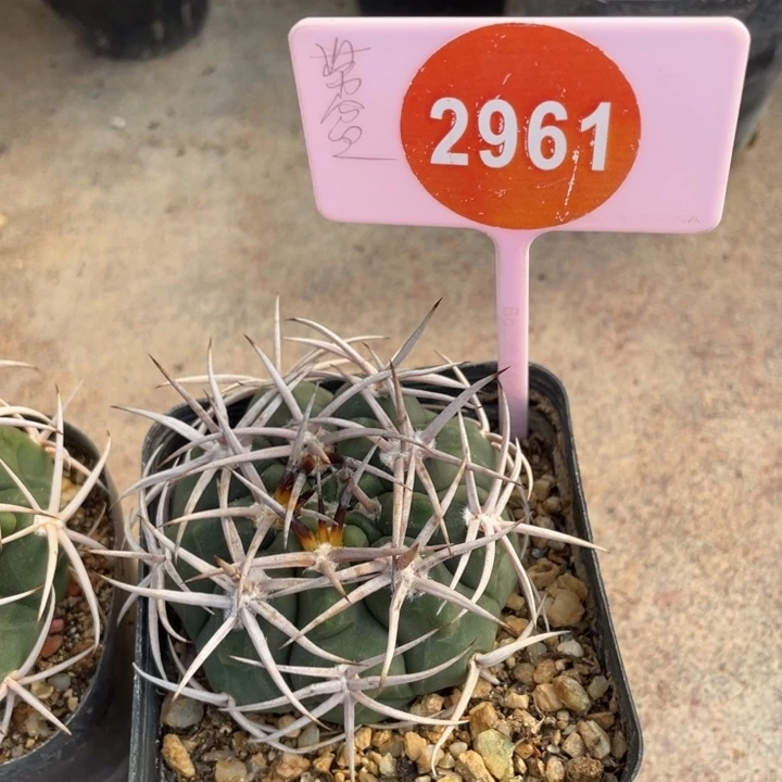 花***花实生碧岩玉2961000000