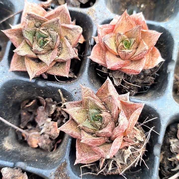 大和锦，满5元包邮，