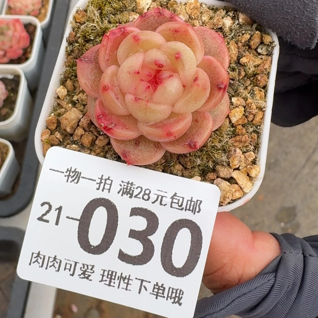 蜜桃甜心无盆土发货