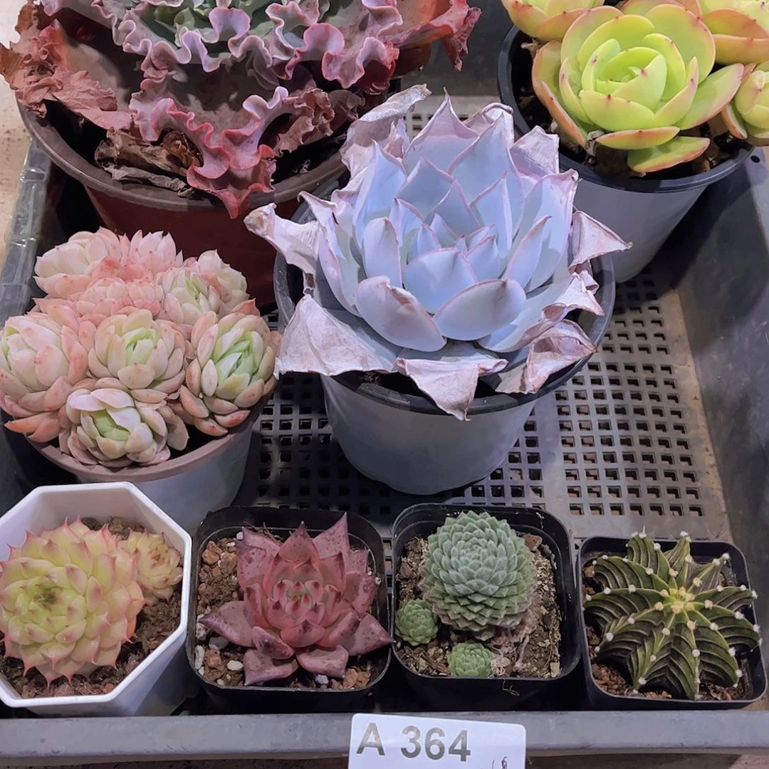 多肉364多肉植物
