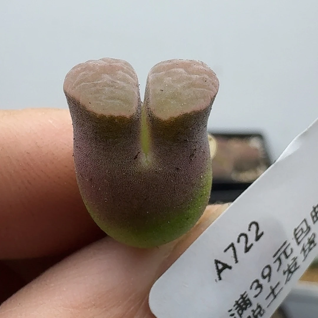 722多肉哥哥哈哈哈哈