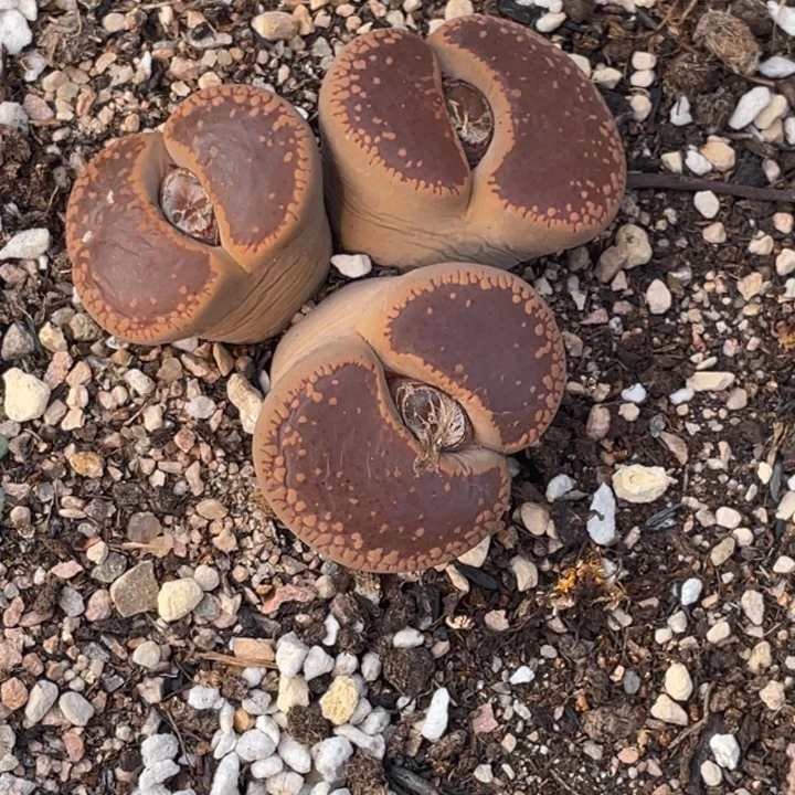 非偏远满20包邮312