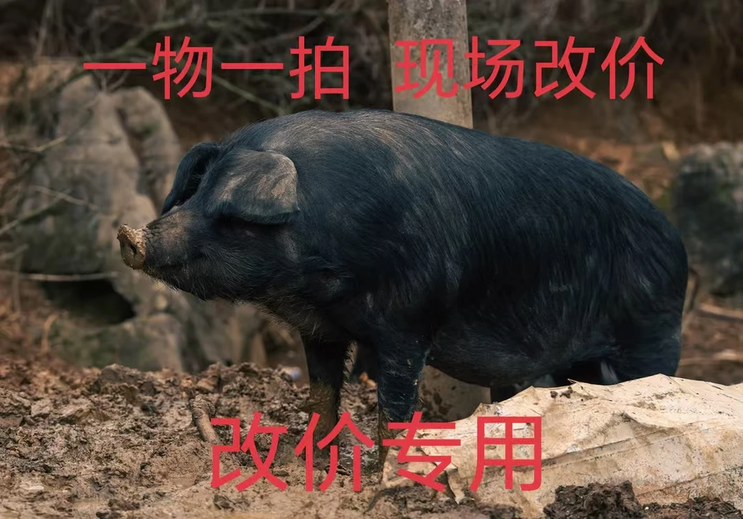 【七胖子专属】皖南农户家散养土黑猪肉鲜肉