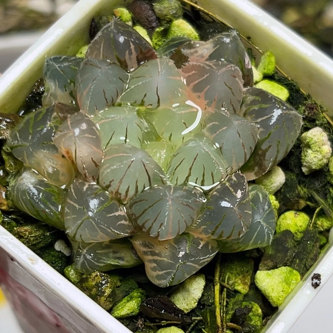 十二卷多肉植物1829紫镜