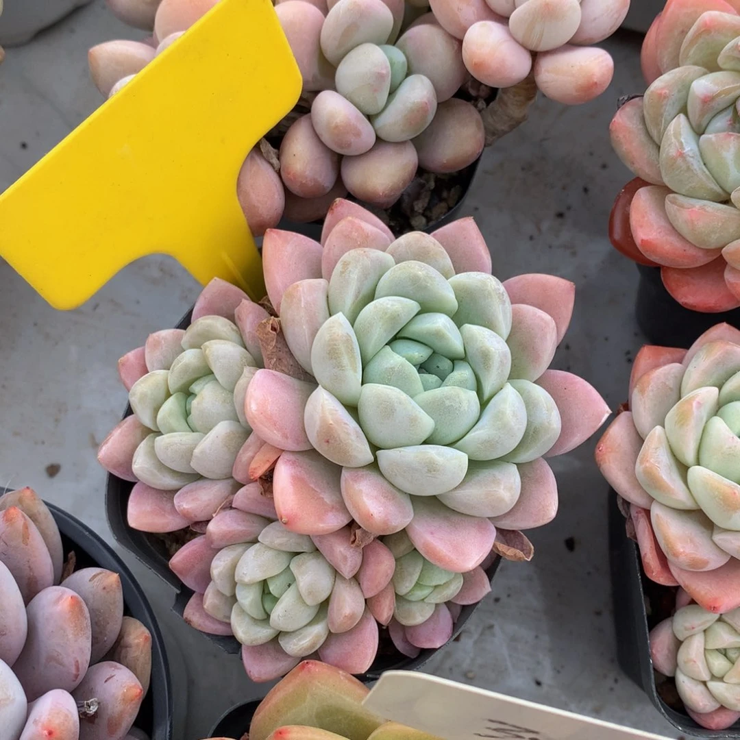 奶油72727273737733@