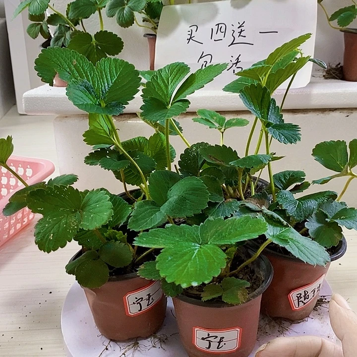 当前无花栽培后可以开花