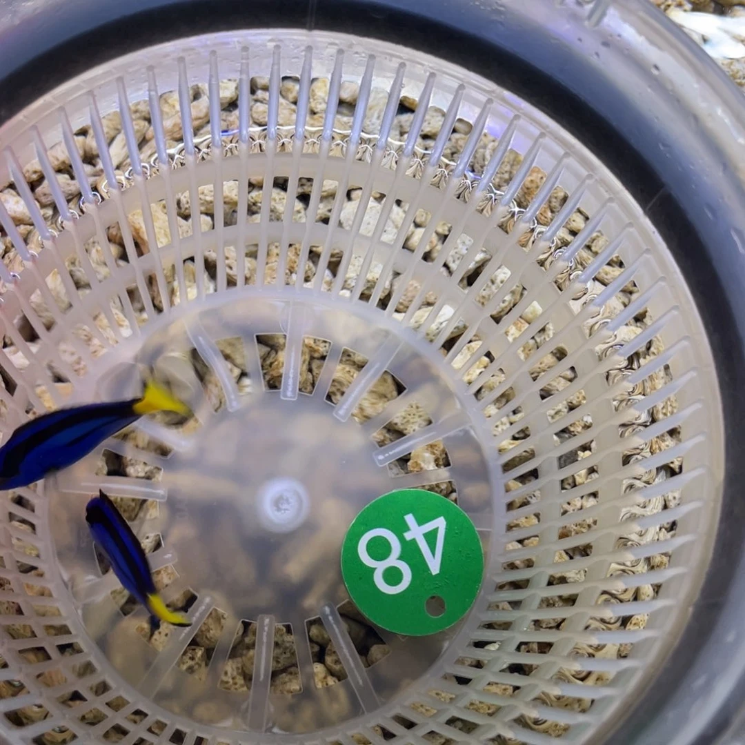 海水鱼蓝调111111111