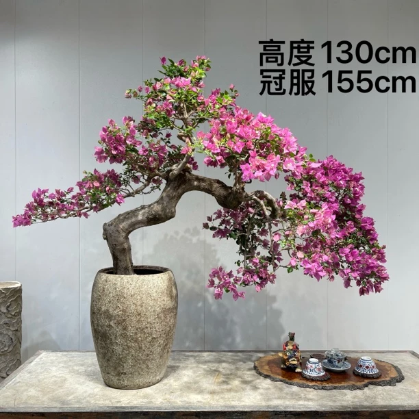 严天盆景｜精品老桩小叶紫花三角梅盆景