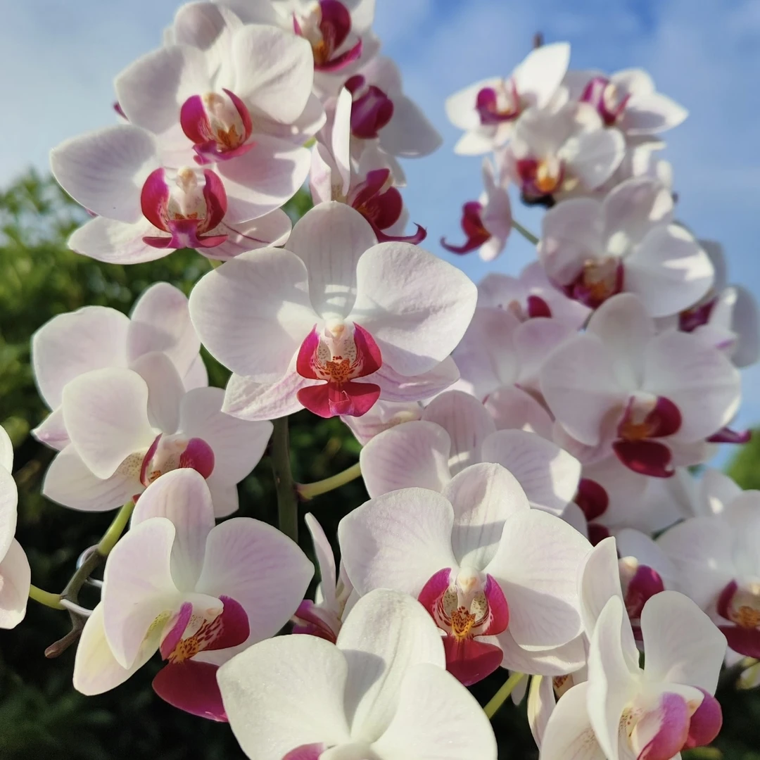 貂蝉 蝴蝶兰年宵花盆栽花卉多年生室内阳台易养护爆花强